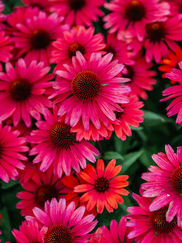 Hauptbild des Artikels "Scheinsonnenhut Sensation Wild Romance"