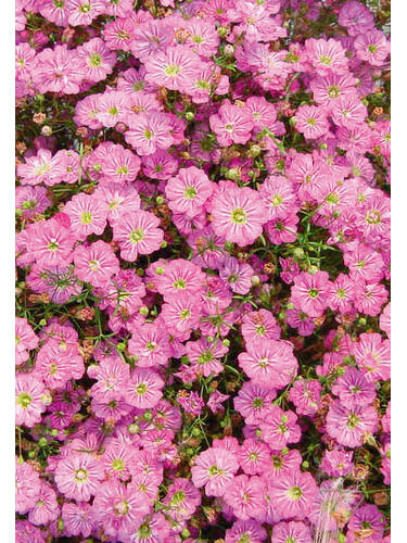 Hauptbild des Artikels "Schleierkraut Gypsy Deep Rose" (Bildbeschreibung ist in Arbeit)