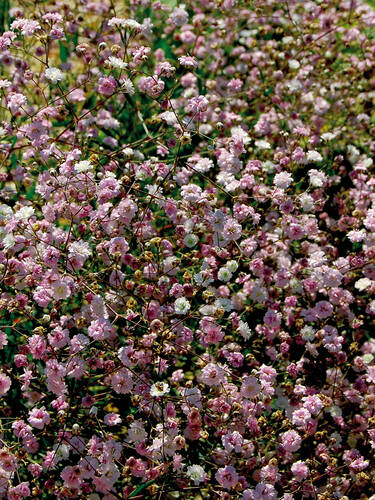 Schleierkraut Rosenschleier