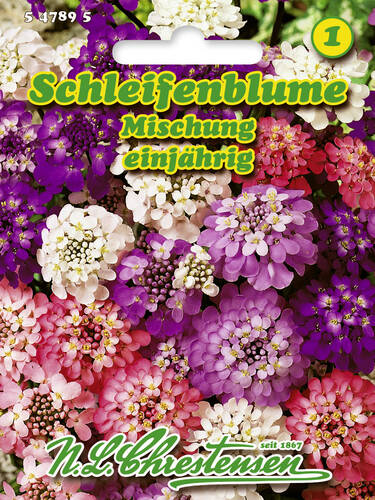 Schleifenblume Mischung