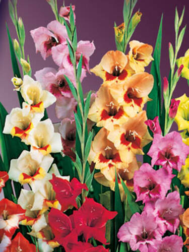 Hauptbild des Artikels "Schmetterlingsgladiolen Mischung" aus der Kategorie "Blumenzwiebeln"