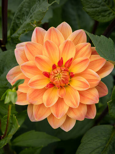 Hauptbild des Artikels "Schmuckdahlie Ace Summer Sunset" (Bildbeschreibung ist in Arbeit)