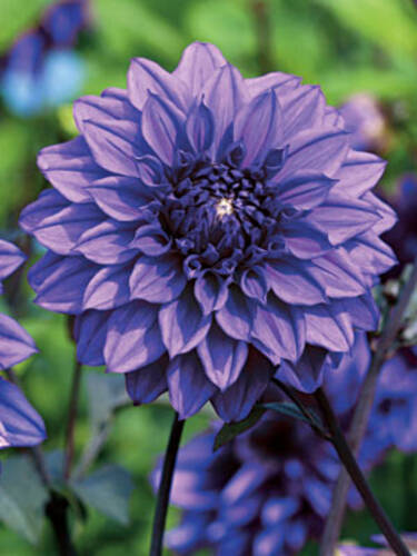 Hauptbild des Artikels "Schmuckdahlie Blue Boy" aus der Kategorie "Blumenzwiebeln"