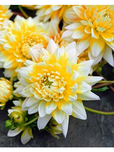 Hauptbild des Artikels "Schmuckdahlie Grand Prix" aus der Kategorie "Blumenzwiebeln"