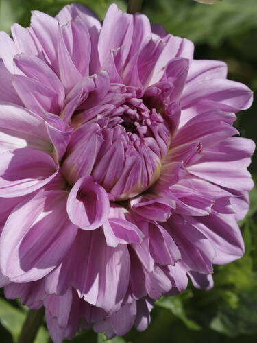 Schmuckdahlie Lavender Ruffles