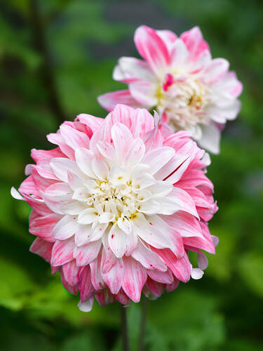 Hauptbild des Artikels "Schmuckdahlie Pink Petticoat" (Bildbeschreibung ist in Arbeit)