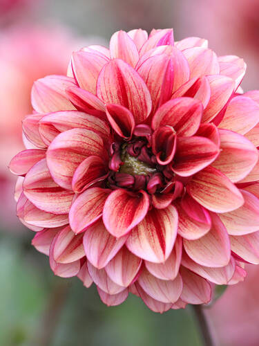 Hauptbild des Artikels "Schmuckdahlie Seniors Hope" aus der Kategorie "Blumenzwiebeln"