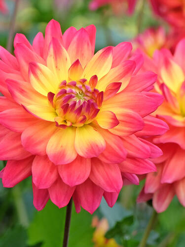 Hauptbild des Artikels "Schmuckdahlie Tropical Sunset"