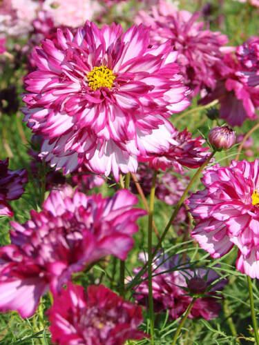 Hauptbild des Artikels "Schmuckkrbchen Double Click Bicolor Violet"