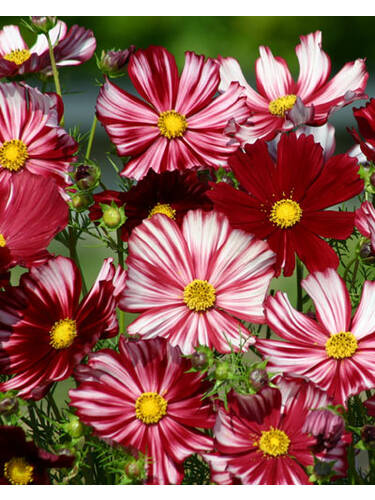 Hauptbild des Artikels "Schmuckkrbchen Velouette" (Bildbeschreibung ist in Arbeit)