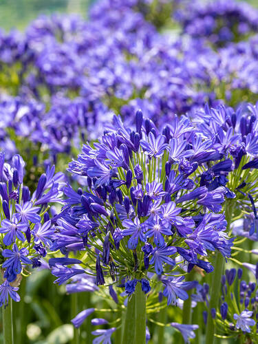 Hauptbild des Artikels "Schmucklilie blau" aus der Kategorie "Blumenzwiebeln"
