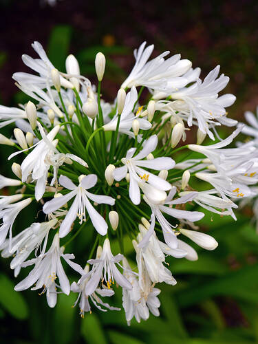 Hauptbild des Artikels "Schmucklilie wei" aus der Kategorie "Blumenzwiebeln"