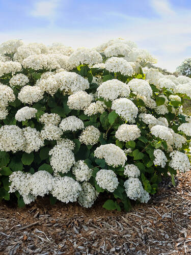 Hauptbild des Artikels "Schneeballhortensie Flower Wow"