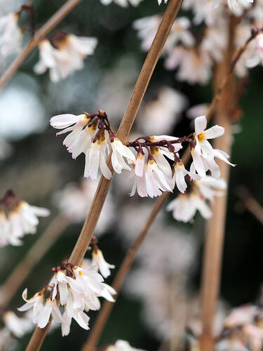 Hauptbild des Artikels "Schneeforsythie" aus der Kategorie "Ziergehlze"