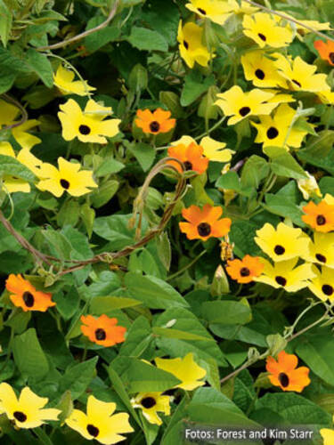 Hauptbild des Artikels "Schwarzugige Susanne Gelb und Orange" aus der Kategorie "Pflanzen"