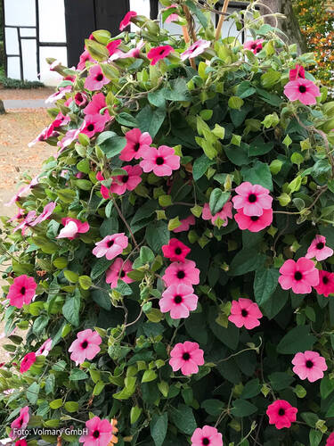 Hauptbild des Artikels "Schwarzugige Susanne Sunny Susy Rose Sensation" aus der Kategorie "Blumen Jungpflanzen"