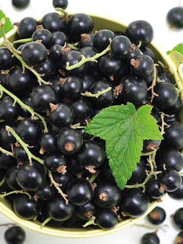 Hauptbild des Artikels "Schwarze Johannisbeere Bona (Busch)"