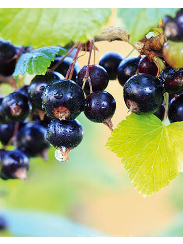 Hauptbild des Artikels "Schwarze Johannisbeere Cassissima Neva"