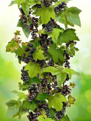Hauptbild des Artikels "Schwarze Johannisbeere Titania (Sule)"