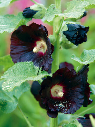 Schwarze Stockrose