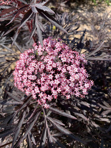 Ziergehlze - Schwarzer Holunder Cherry Lace