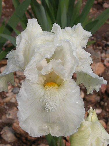 Hauptbild des Artikels "Schwertlilie Jersey Cream"