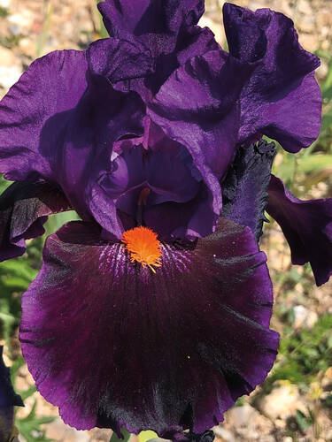 Hauptbild des Artikels "Schwertlilie Local Color"