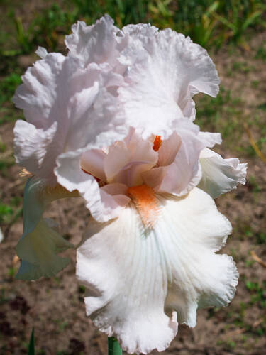 Hauptbild des Artikels "Schwertlilie Neige de Mai" (Bildbeschreibung ist in Arbeit)