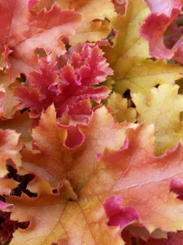 Hauptbild des Artikels "Silberglckchen Marmalade"