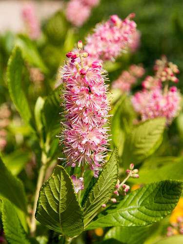 Ziergehlze - Silberkerzenstrauch Ruby Spice