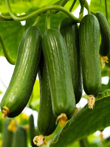 Hauptbild des Artikels "Snack-Gurke Party Time, F1 (veredelt)" (Bildbeschreibung ist in Arbeit)