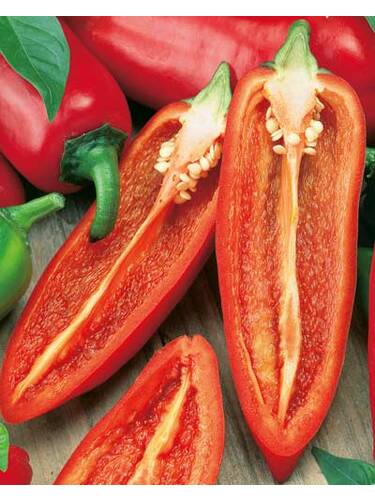 Hauptbild des Artikels "Snackpaprika Ariella Midi Red  F1 (unveredelt)" aus der Kategorie "Gemsejungpflanzen"
