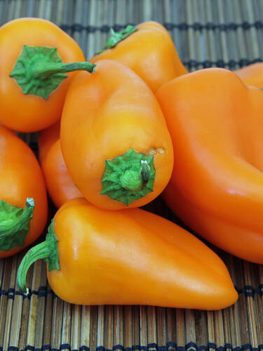 Hauptbild des Artikels "Snackpaprika Snackor Orange, F1 (unveredelt)"