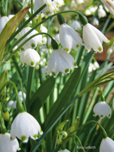 Hauptbild des Artikels "Sommer-Knotenblume Gravetye Giant" (Bildbeschreibung ist in Arbeit)