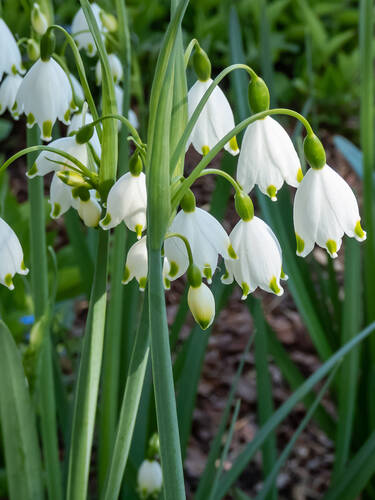 Hauptbild des Artikels "Sommer-Knotenblume" (Bildbeschreibung ist in Arbeit)