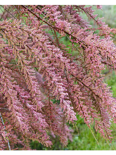 Ziergehlze - Sommer-Tamariske Pink Cascade