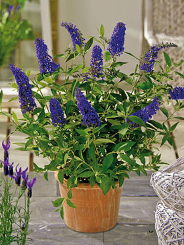 Hauptbild des Artikels "Sommerflieder Blue Chip" aus der Kategorie "Ziergehlze"