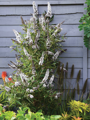 Hauptbild des Artikels "Sommerflieder Butterfly Tower White"