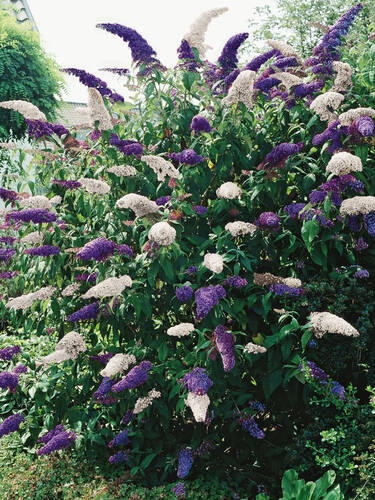 Hauptbild des Artikels "Sommerflieder Duo Violet-White"