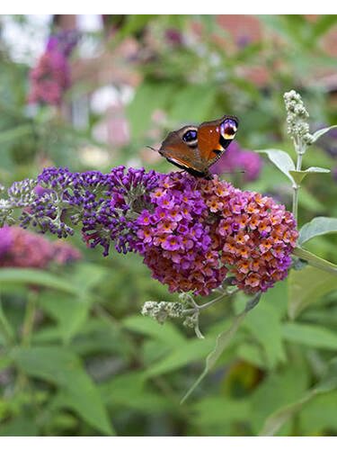 Ziergehlze - Sommerflieder Flower Power