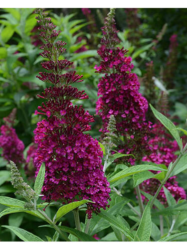 Hauptbild des Artikels "Sommerflieder Funky Fuchsia" aus der Kategorie "Ziergehlze"