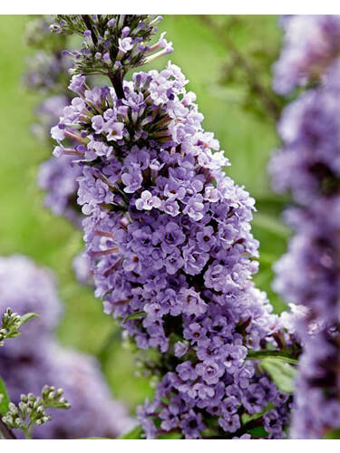 Hauptbild des Artikels "Sommerflieder High Five Purple, PBR" aus der Kategorie "Ziergehlze"