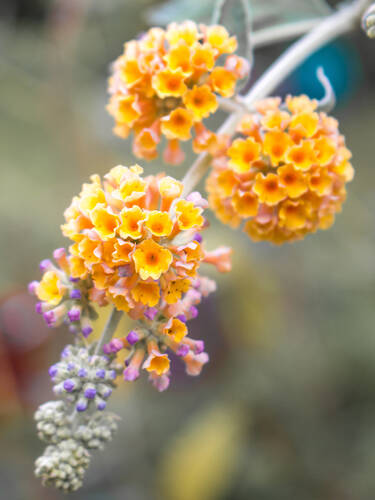 Ziergehlze - Sommerflieder Sungold