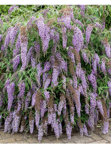 Hauptbild des Artikels "Sommerflieder Wisteria Lane, PBR" aus der Kategorie "Ziergehlze"