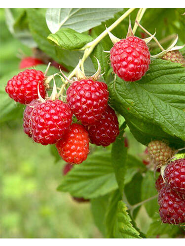 Hauptbild des Artikels "Sommerhimbeere Himbostar"