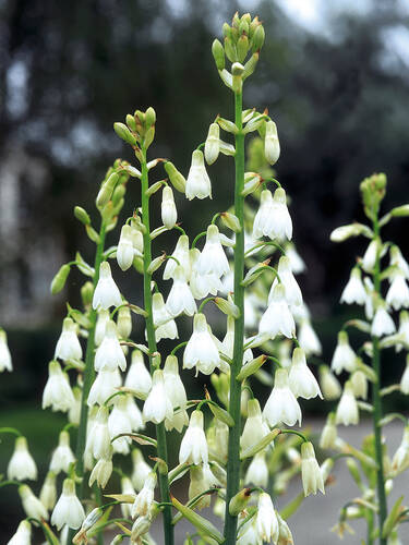 Hauptbild des Artikels "Sommerhyazinthe" aus der Kategorie "Blumenzwiebeln"