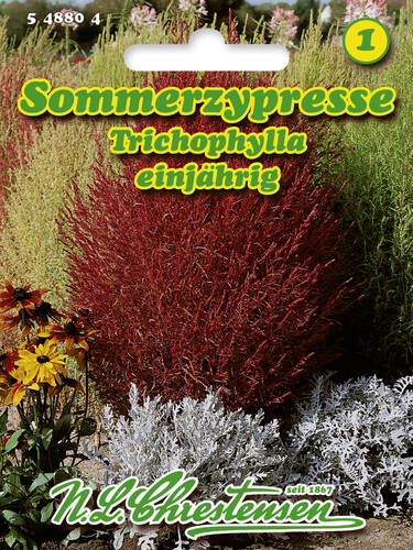 Hauptbild des Artikels "Sommerzypresse" aus der Kategorie "Samen"