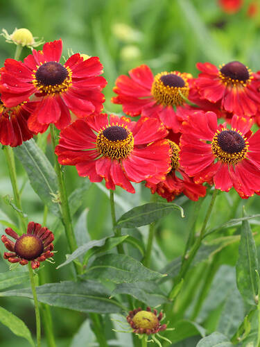 Hauptbild des Artikels "Sonnebraut Kupferzwerg" (Bildbeschreibung ist in Arbeit)