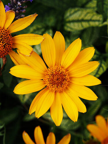 Hauptbild des Artikels "Sonnenauge Loraine Sunshine" aus der Kategorie "Pflanzen"