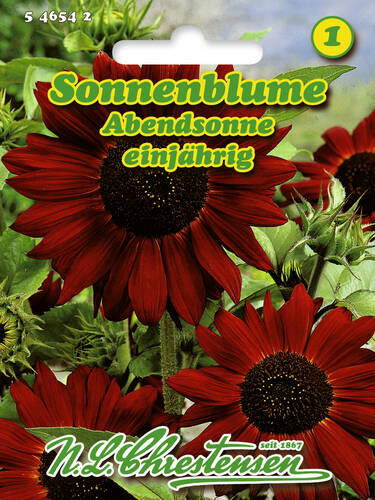 Sonnenblume Abendsonne